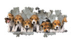 Clementoni Παζλ Panorama High Quality Collection Σκυλάκια Beagles 1000 τμχ - Compact Box - Image 3
