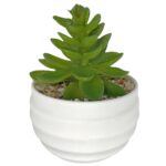 Γλαστράκι Πλαστικό Οβάλ με Φυτό 10x7cm Homie 423044 - Image 2